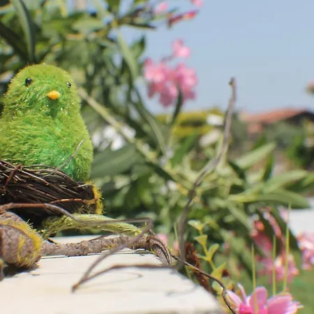 Lapis Port Surf 住宿加早餐酒店 2*